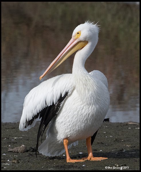 _7SB6367 american white pelican.jpg